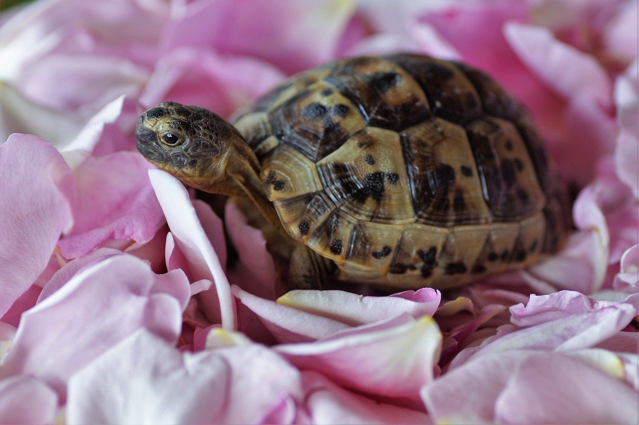 Comment Bien S occuper D une Tortue De Terre Mon Animal De Compagnie